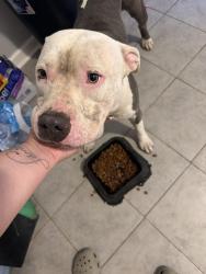 Reunited Male Dog last seen Spanish oak dr & El Rancho, Forsyth County, NC 27045