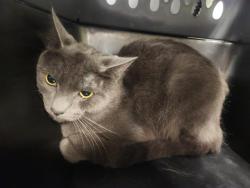Shelter Stray Male Cat last seen Near BLOCK S 362ND PL, AUBURN WA 98001, 21615 64th Ave S, Kent, WA 98032, USA