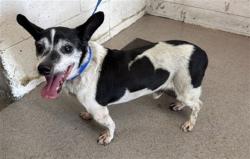 Shelter Stray Male Dog last seen Near BLOCK S SANTO ANTONIO DR, 333 Chandler Pl, San Bernardino, CA 92408, USA