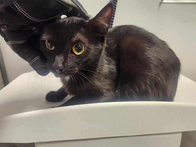 Shelter Stray Female Cat last seen Near BLOCK S 362ND PL, AUBURN WA 98001, 21615 64th Ave S, Kent, WA 98032, USA