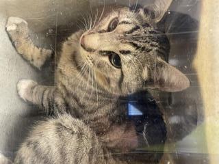 Shelter Stray Male Cat last seen Near BLOCK 131ST PL SE, KENT WA 98031, 21615 64th Ave S, Kent, WA 98032, USA