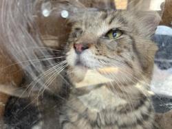Shelter Stray Male Cat last seen Near BLOCK S PERRIS BLVD, 227 N D St, Perris, CA 92570, USA