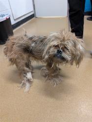 Shelter Stray Male Dog last seen ST CHARLES CO, 4850 Mid Rivers Mall Dr, St Peters, MO 63376, USA