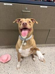 Shelter Stray Female Dog last seen Near BLOCK JESSUP ST, 12155 Park Blvd, Brighton, CO 80601, USA