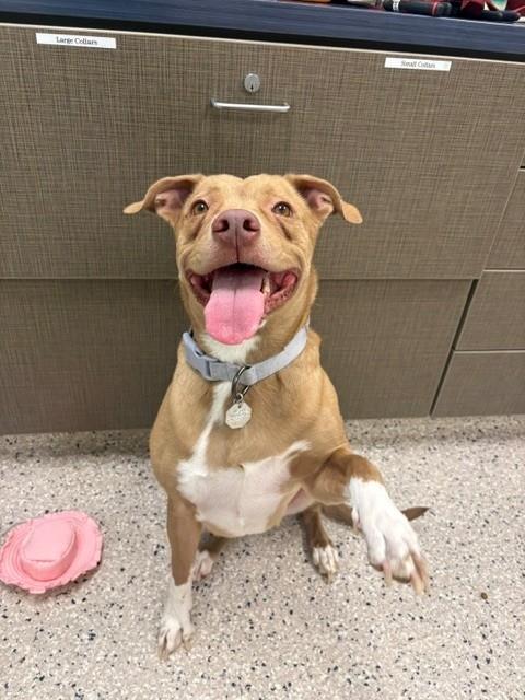 Shelter Stray Female Dog last seen Near BLOCK JESSUP ST, 12155 Park Blvd, Brighton, CO 80601, USA
