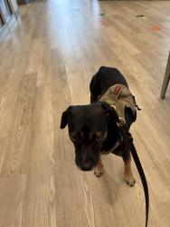 Shelter Stray Male Dog last seen MONARCH MEADOW LN, 8311 Freedom Dr, Pearland, TX 77581, USA