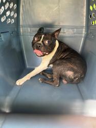 Shelter Stray Male Dog last seen Near BLOCK ALFORD AVE, 3528 Newburg Rd, Louisville, KY 40218, USA