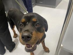 Shelter Stray Female Dog last seen TAYLOR, 11232 B Ave, Auburn, CA 95603, USA