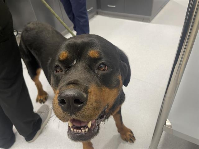 Shelter Stray Female Dog last seen TAYLOR, 11232 B Ave, Auburn, CA 95603, USA