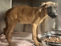 Shelter Stray Female Dog last seen Near GASKELL RD, ROSAMOND CA 93560, 3951 Fruitvale Ave, Bakersfield, CA 93308, USA