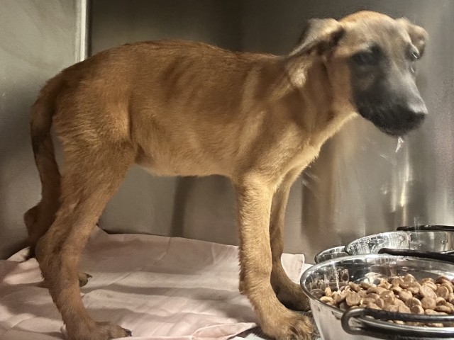 Shelter Stray Female Dog last seen Near GASKELL RD, ROSAMOND CA 93560, 3951 Fruitvale Ave, Bakersfield, CA 93308, USA