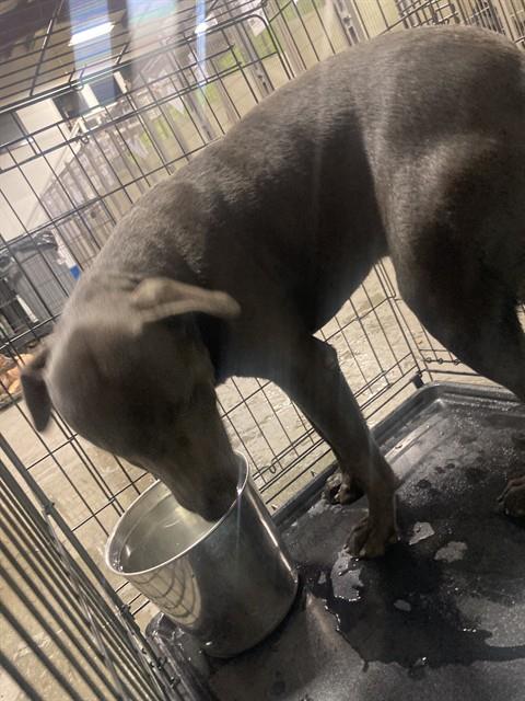 Shelter Stray Male Dog last seen Near BLOCK SAN EMIDIO ST, LAMONT CA 93241, 3951 Fruitvale Ave, Bakersfield, CA 93308, USA