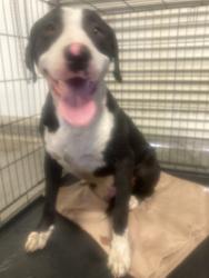 Shelter Stray Male Dog last seen Near BLOCK SAN EMIDIO ST, LAMONT CA 93241, 3951 Fruitvale Ave, Bakersfield, CA 93308, USA