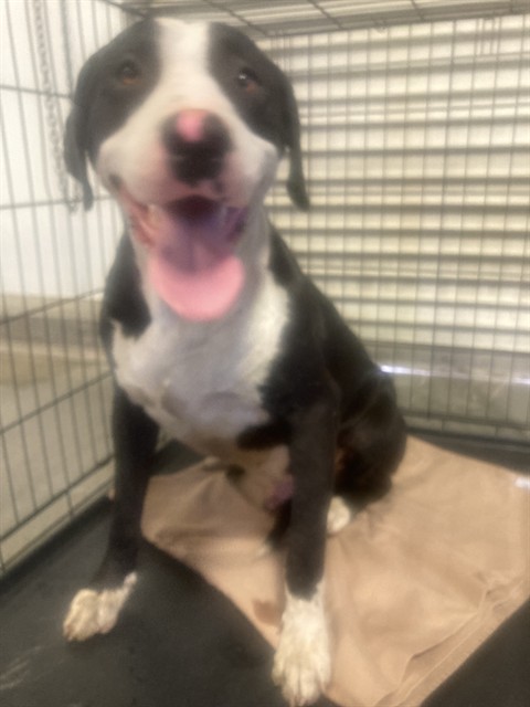 Shelter Stray Male Dog last seen Near BLOCK SAN EMIDIO ST, LAMONT CA 93241, 3951 Fruitvale Ave, Bakersfield, CA 93308, USA