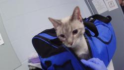 Shelter Stray Female Cat last seen CHARLOTTE, 8315 Byrum Dr, Charlotte, NC 28217, USA