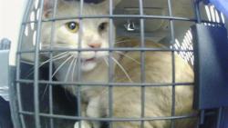 Shelter Stray Male Cat last seen CHARLOTTE, 8315 Byrum Dr, Charlotte, NC 28217, USA