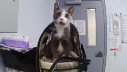 Shelter Stray Female Cat last seen CHARLOTTE, 8315 Byrum Dr, Charlotte, NC 28217, USA