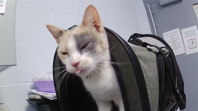 Shelter Stray Female Cat last seen CHARLOTTE, 8315 Byrum Dr, Charlotte, NC 28217, USA