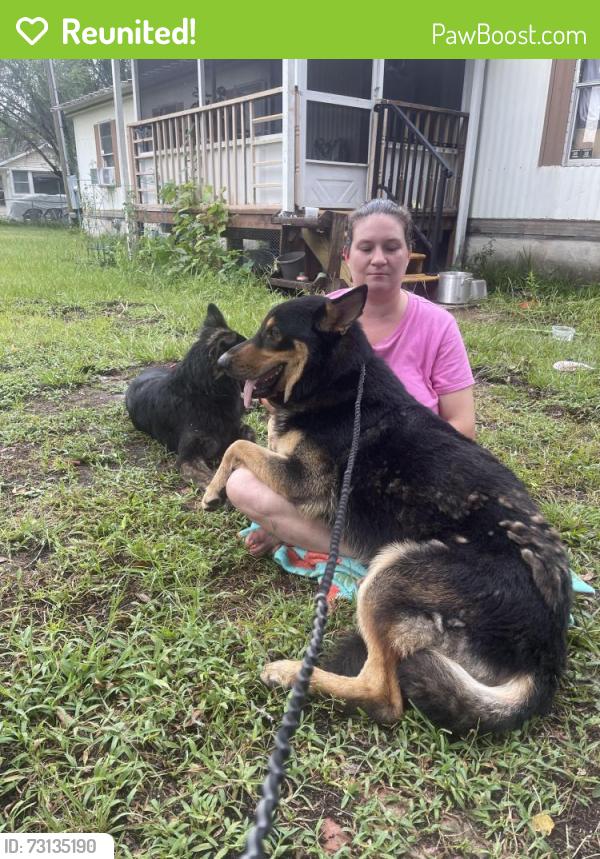 Reunited Male Dog last seen Edgewood ave north and hibiscus Street, Jacksonville, FL 32254