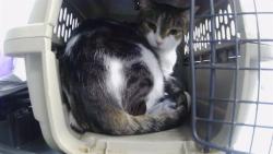 Shelter Stray Female Cat last seen CHARLOTTE, 8315 Byrum Dr, Charlotte, NC 28217, USA