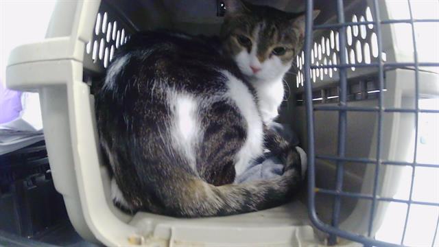 Shelter Stray Female Cat last seen CHARLOTTE, 8315 Byrum Dr, Charlotte, NC 28217, USA