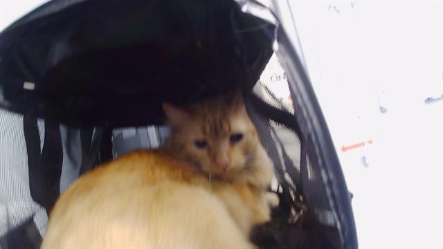Shelter Stray Female Cat last seen CHARLOTTE, 8315 Byrum Dr, Charlotte, NC 28217, USA