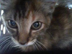 Shelter Stray Female Cat last seen CHARLOTTE, 8315 Byrum Dr, Charlotte, NC 28217, USA