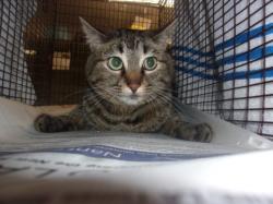 Shelter Stray Female Cat last seen , 14409 Vanowen St, Van Nuys, CA 91405, USA