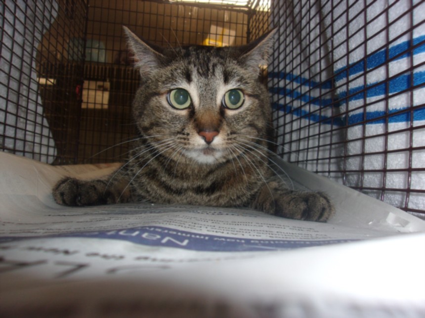 Shelter Stray Female Cat last seen , 14409 Vanowen St, Van Nuys, CA 91405, USA