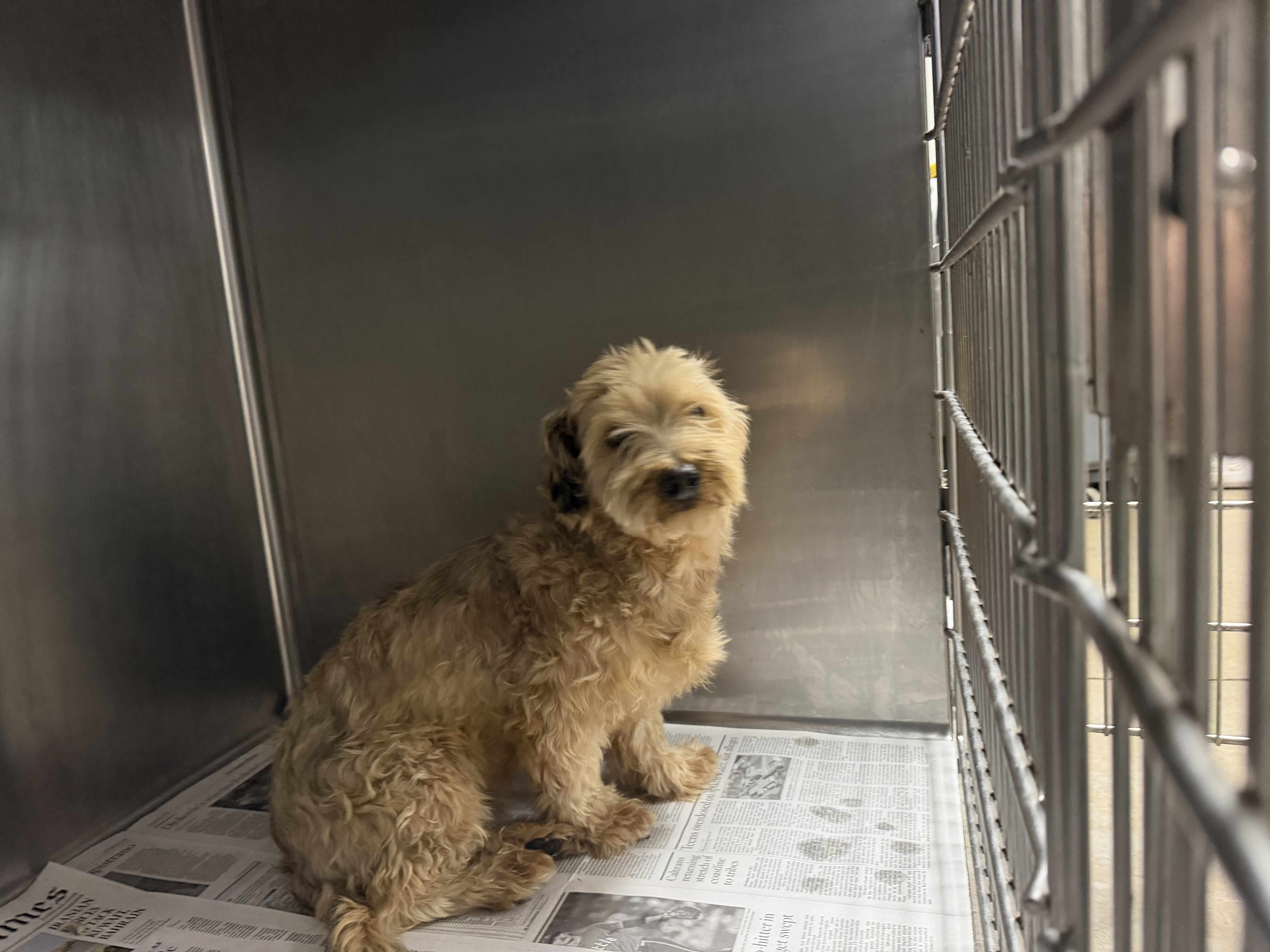 Shelter Stray Female Dog last seen , 14409 Vanowen St, Van Nuys, CA 91405, USA