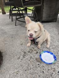 Found/Stray Male Dog last seen Fox Hill Rd Hampton, Hampton, VA 23664