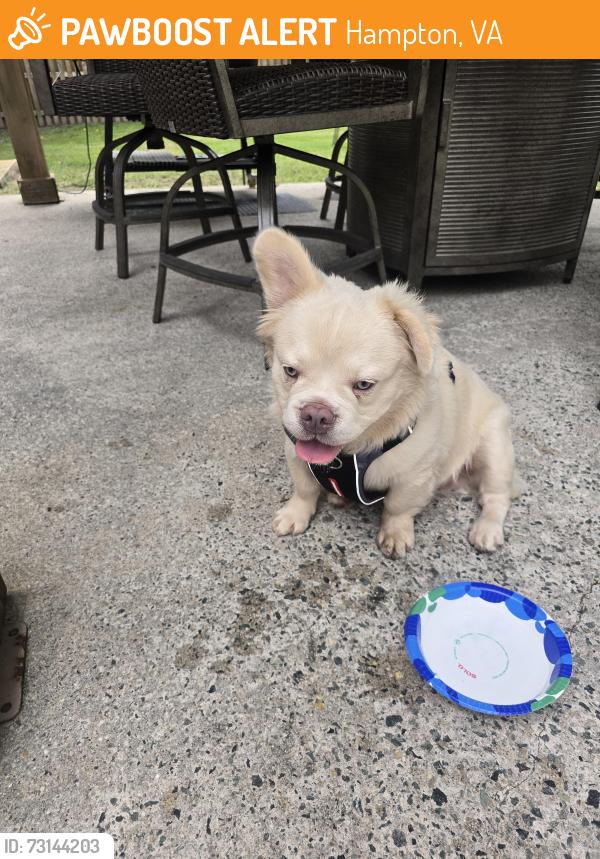 Found/Stray Male Dog last seen Fox Hill Rd Hampton, Hampton, VA 23664