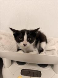 Shelter Stray Male Cat last seen GRACE/MONTGOMERY, 16 Barnes Ct, Hayward, CA 94544, USA