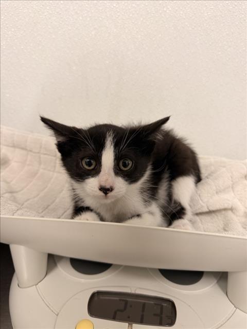 Shelter Stray Male Cat last seen GRACE/MONTGOMERY, 16 Barnes Ct, Hayward, CA 94544, USA