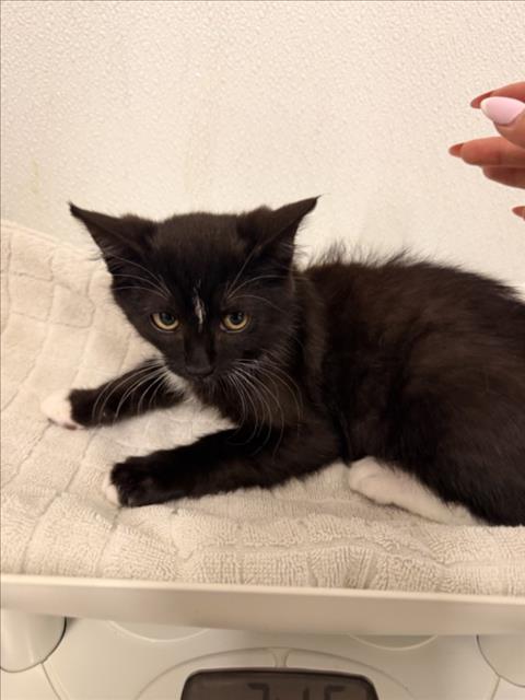 Shelter Stray Male Cat last seen GRACE/MONTGOMERY, 16 Barnes Ct, Hayward, CA 94544, USA