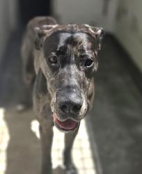 Shelter Stray Unknown Dog last seen , 3201 Lacy St, Los Angeles, CA 90031, USA