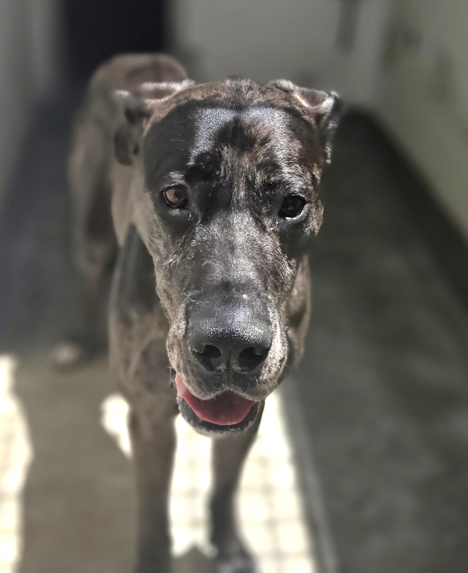 Shelter Stray Unknown Dog last seen , 3201 Lacy St, Los Angeles, CA 90031, USA