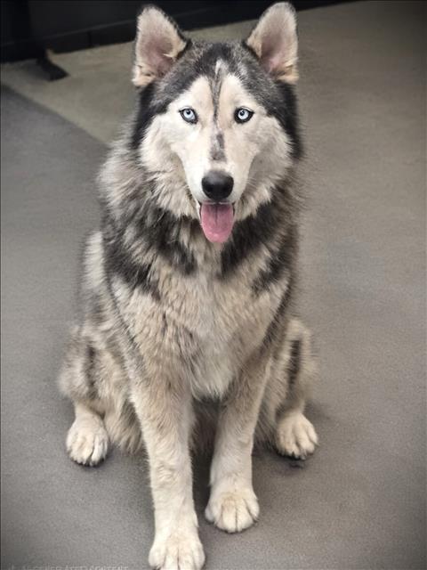 Shelter Stray Female Dog last seen , 3201 Lacy St, Los Angeles, CA 90031, USA