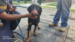 Shelter Stray Female Dog last seen Near BLOCK BRYDEN ST, DETROIT, MI 48204, 7401 Chrysler Dr, Detroit, MI 48211, USA