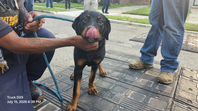 Shelter Stray Female Dog last seen Near BLOCK BRYDEN ST, DETROIT, MI 48204, 7401 Chrysler Dr, Detroit, MI 48211, USA