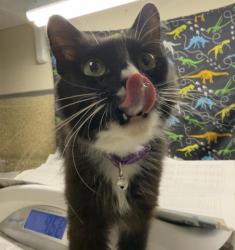 Shelter Stray Male Cat last seen Near BLOCK LEIGH ST, JURUPA VALLEY, CA, 6851 Van Buren Boulevard, Jurupa Valley, CA 92509, USA