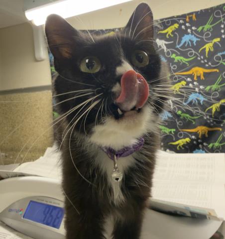 Shelter Stray Male Cat last seen Near BLOCK LEIGH ST, JURUPA VALLEY, CA, 6851 Van Buren Boulevard, Jurupa Valley, CA 92509, USA