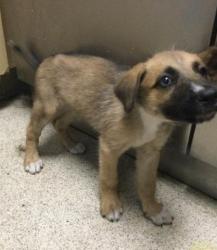 Shelter Stray Male Dog last seen Near BLOCK YEARLING WAY, JURUPA VALLEY, CA, 6851 Van Buren Boulevard, Jurupa Valley, CA 92509, USA