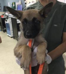 Shelter Stray Female Dog last seen Near BLOCK YEARLING WAY, JURUPA VALLEY, CA, 6851 Van Buren Boulevard, Jurupa Valley, CA 92509, USA