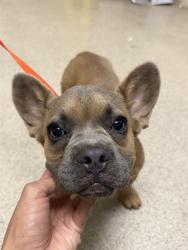 Shelter Stray Male Dog last seen Near BLOCK VAN BUREN BLVD RIVERSIDE CA 92503, 6851 Van Buren Boulevard, Jurupa Valley, CA 92509, USA