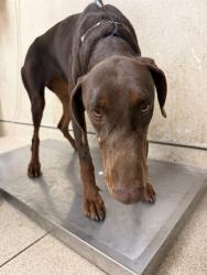 Shelter Stray Female Dog last seen Near BLOCK SCENIC DR, JURUPA VALLEY, CA, 6851 Van Buren Boulevard, Jurupa Valley, CA 92509, USA