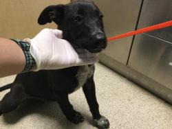 Shelter Stray Male Dog last seen Near BLOCK BELLEGRAVE AVE, RIVERSIDE, CA 92509, 6851 Van Buren Boulevard, Jurupa Valley, CA 92509, USA