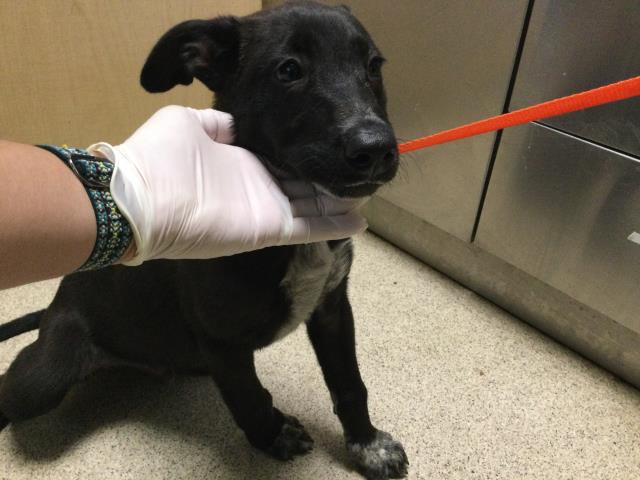 Shelter Stray Male Dog last seen Near BLOCK BELLEGRAVE AVE, RIVERSIDE, CA 92509, 6851 Van Buren Boulevard, Jurupa Valley, CA 92509, USA