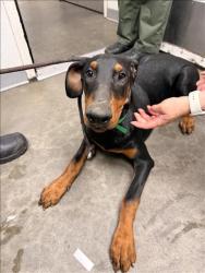 Shelter Stray Female Dog last seen , 1850 W 60th St, Los Angeles, CA 90047, USA