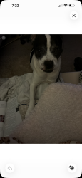 Lost Female Dog last seen Cooke rd, Columbus, OH 43224